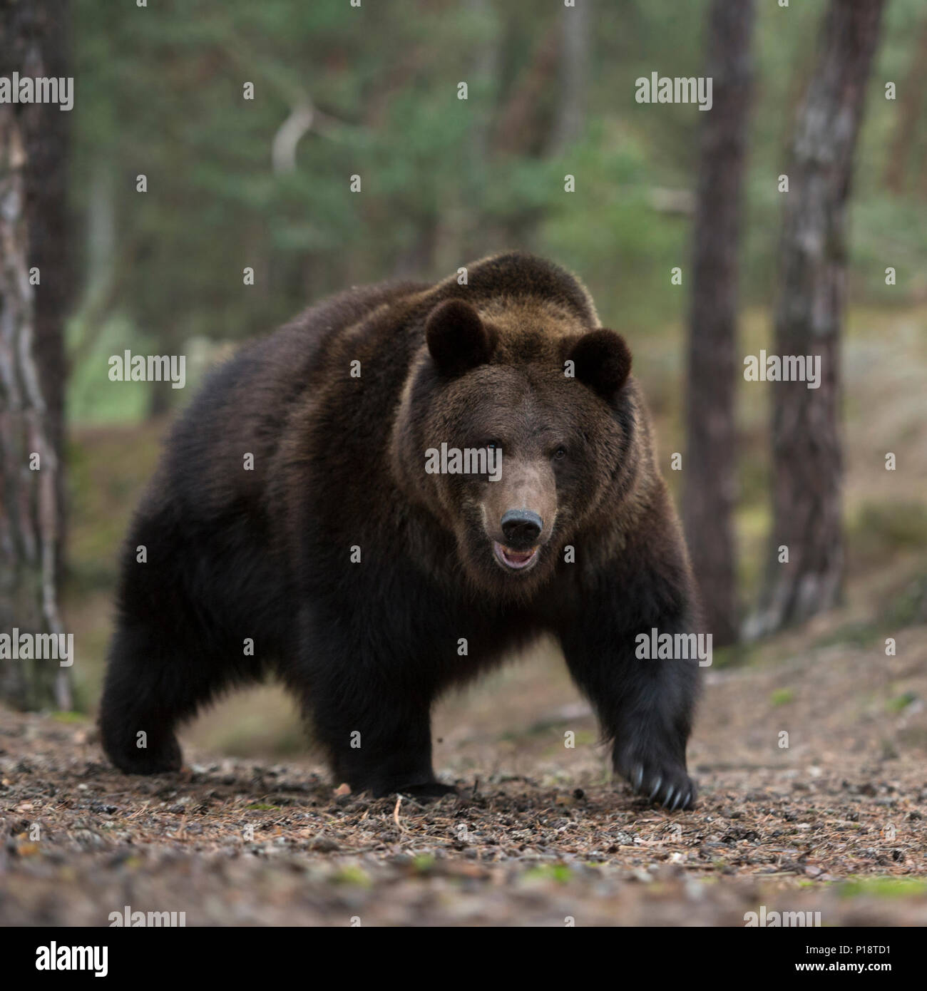 Eurasian orso bruno / Europaeischer Braunbaer ( Ursus arctos ) fino a piedi, arrivando fino alla cima di una collina in una foresta, pericoloso incontro, l'Europa. Foto Stock