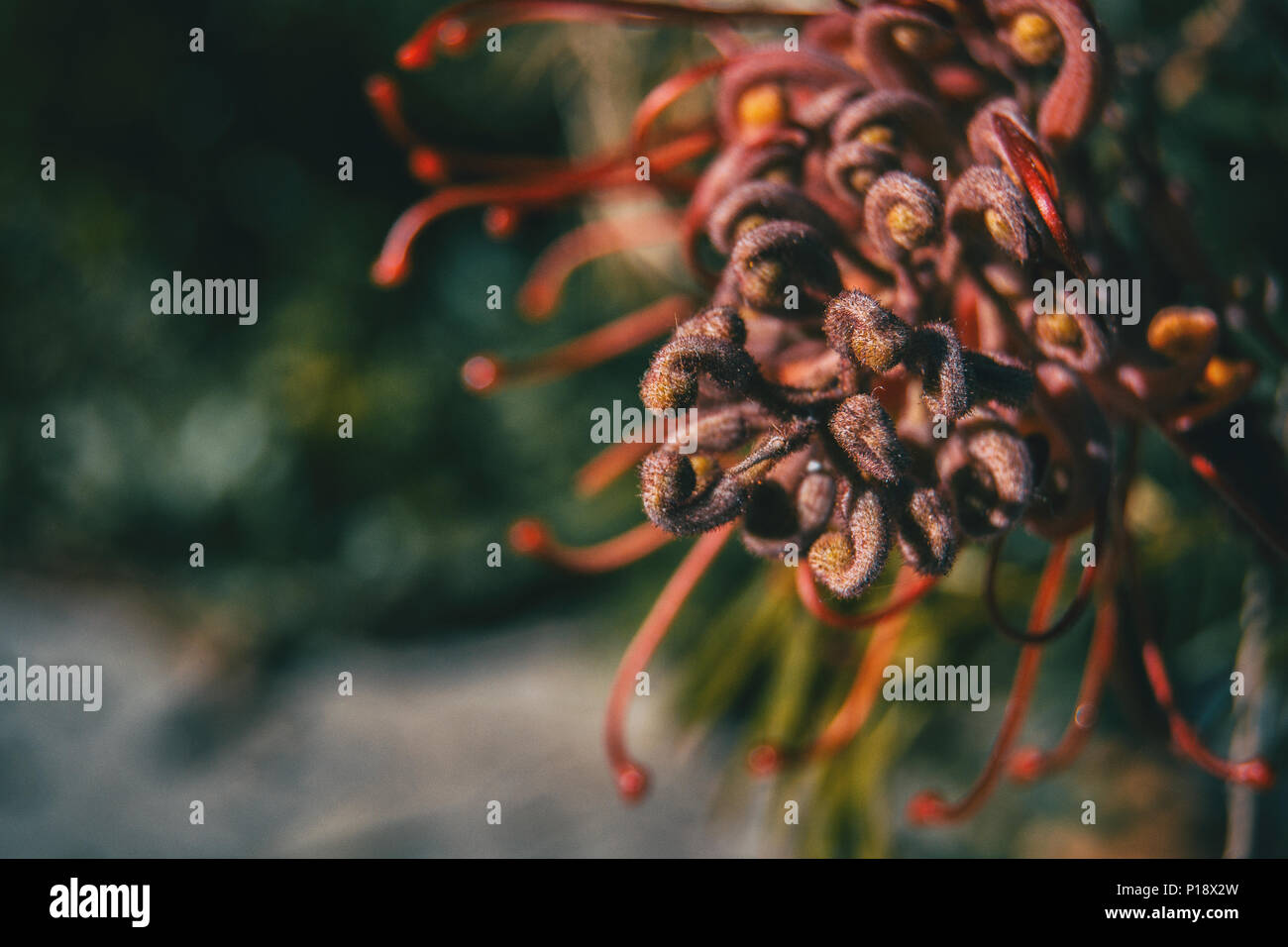 Le rose fiori di grevillea in una giornata di sole Foto Stock