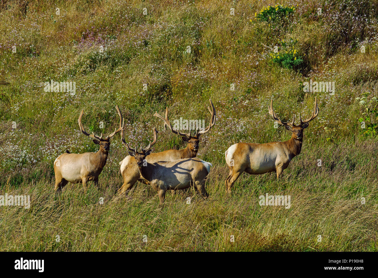 Tule Elk, Cervus canadensis nannodes, Tomales Point, Burton deserto, Point Reyes National Seashore, Marin County, California Foto Stock