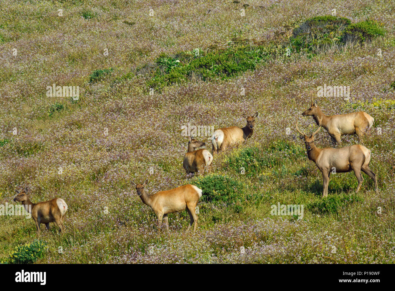 Tule Elk, Cervus canadensis nannodes, Tomales Point, Burton deserto, Point Reyes National Seashore, Marin County, California Foto Stock