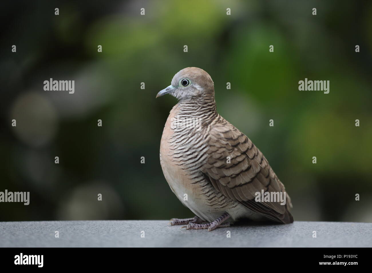 Ritratto di una colomba maculata (Spilopelia chinensis), Singapore. Foto Stock