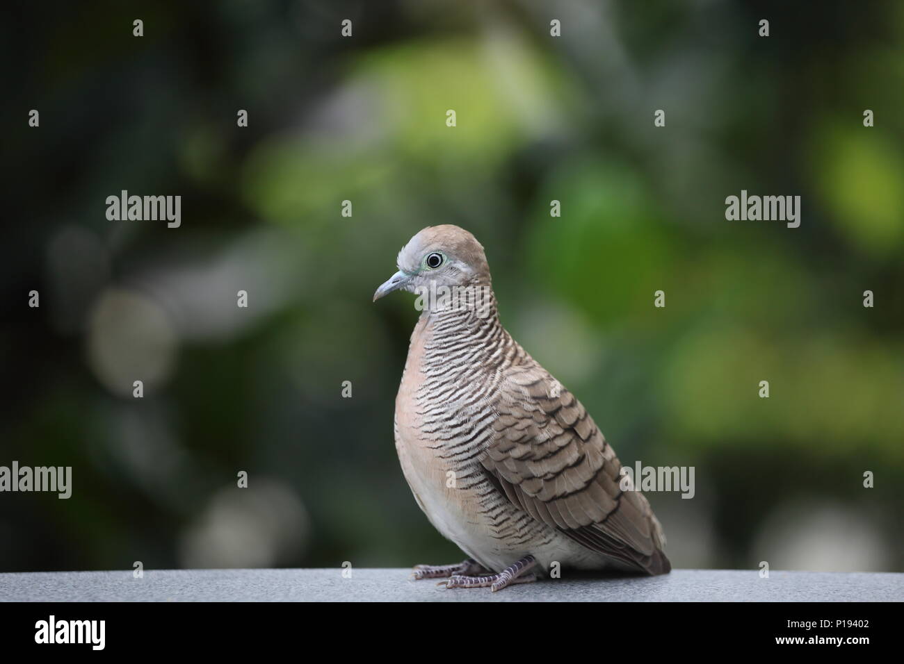 Ritratto di una colomba maculata (Spilopelia chinensis), Singapore. Foto Stock