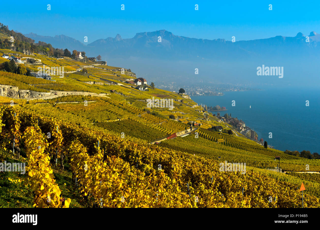 Svizzera: villaggio di Rivaz e vigneto di Lavaux nel Cantone di Vaud. Il Rivaz vigneto terrazze sono registrati come patrimonio mondiale Unesco Foto Stock