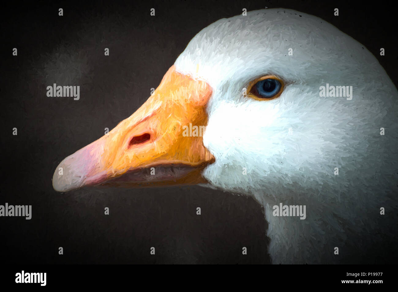 Acquerello digitale di una bella oca bianca catturata closeup e di profilo con una luce arancione brillante becco e occhi blu. Foto Stock