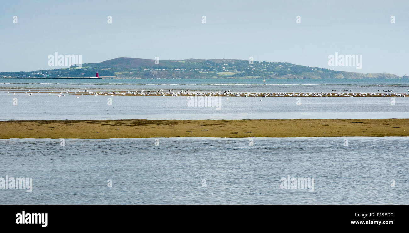 Uccelli marini raccogliere lungo la rottura onde di Sandymount Strand sulla baia di Dublino, con la penisola di Howth dietro. Foto Stock