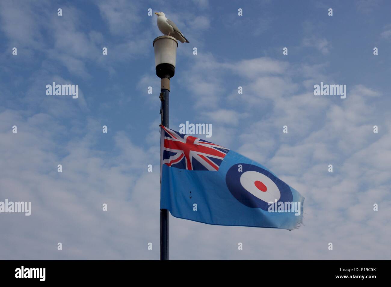 Un gabbiano appollaiato sulla cima di un palo di bandiera con la RAF100 Centenario bandiera sulla spiaggia di Teignmouth Foto Stock