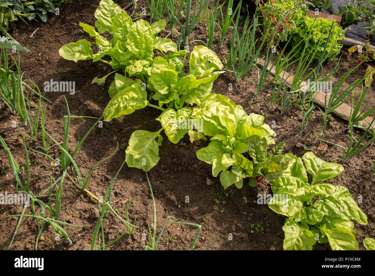 Coltivazione di ortaggi estate riparto giardini, Shottisham, Suffolk, Inghilterra, Regno Unito Foto Stock