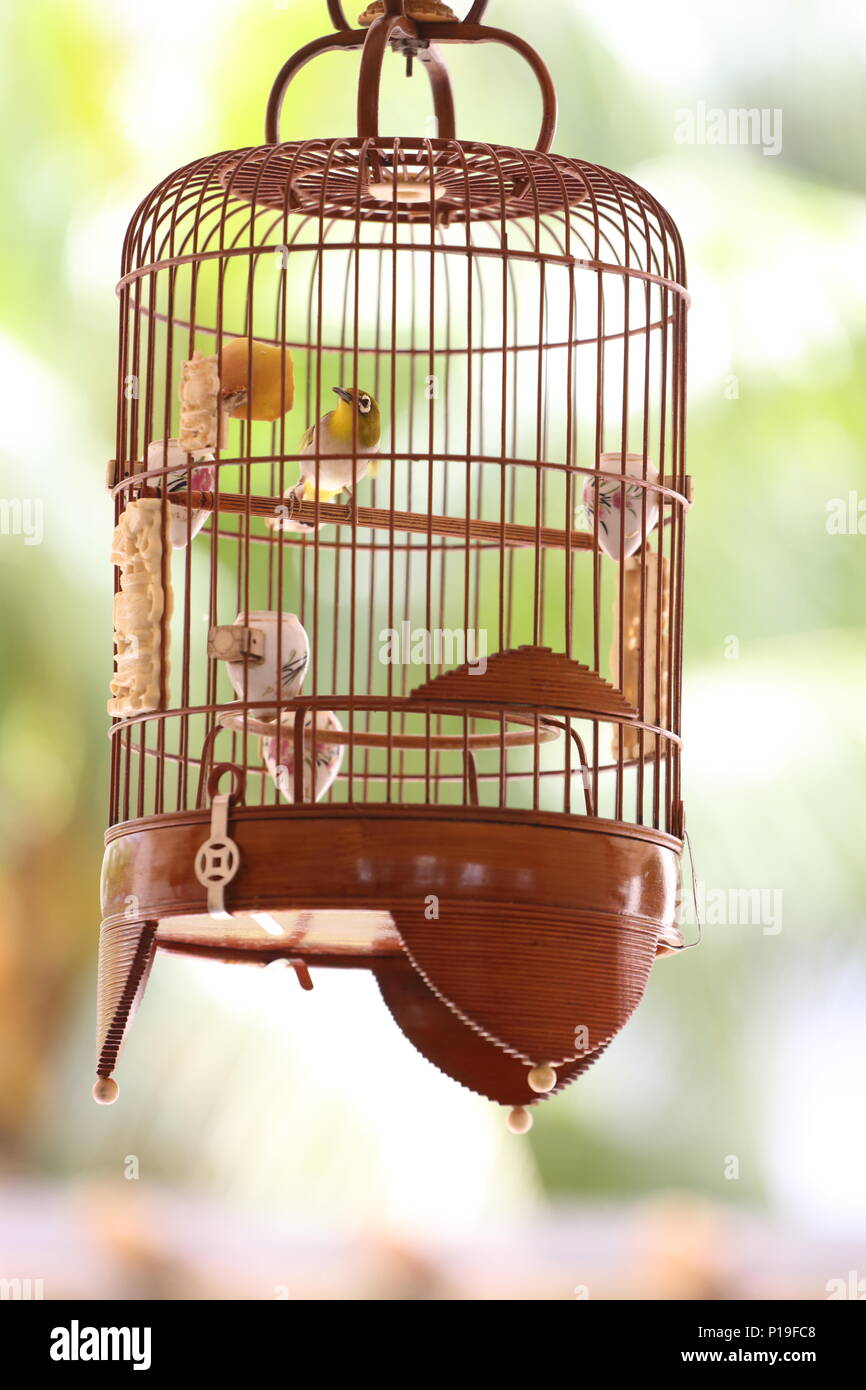 Un piccolo uccello all'interno di una gabbia di uccelli è appeso sullo sfondo verde illuminato. Singapore Foto Stock