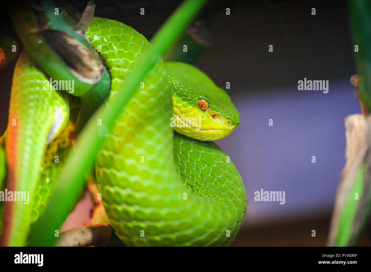 Close-up di un bianco-labbro Lontra di bambù (Trimeresurus albolabris) curling attorno ad un ramo verde. Foto Stock