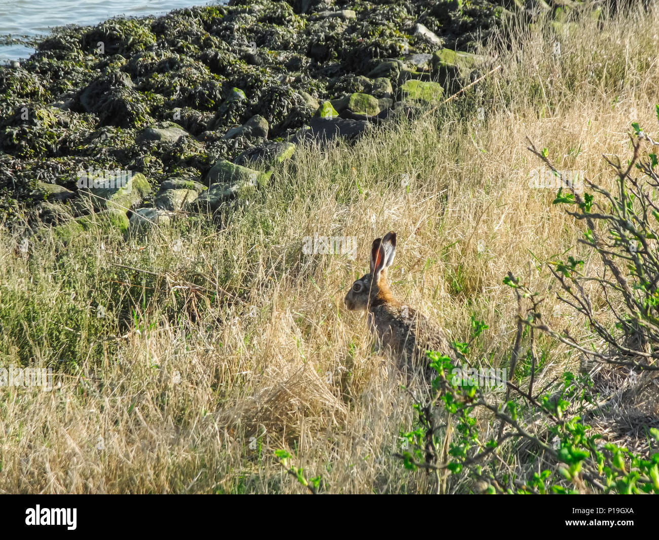 Singola (lepre Lepus europaeus) su un pezzo di erba tra il porto e la banca di fortificazione in Bensersiel / Ostfriesland. Foto Stock
