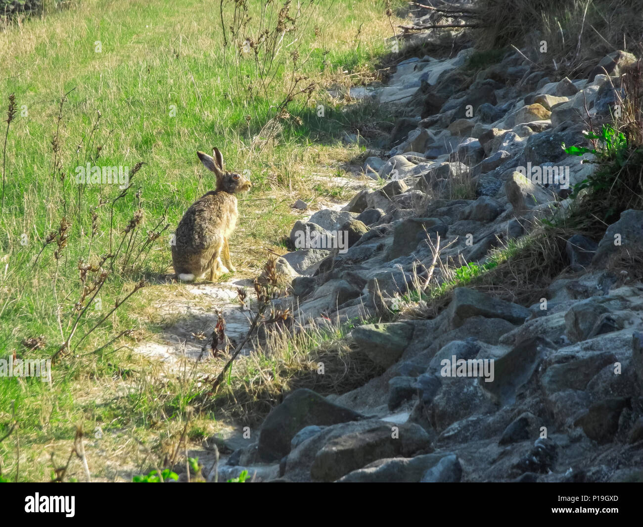 Singola (lepre Lepus europaeus) su un pezzo di erba tra il porto e la banca di fortificazione in Bensersiel / Ostfriesland. Foto Stock