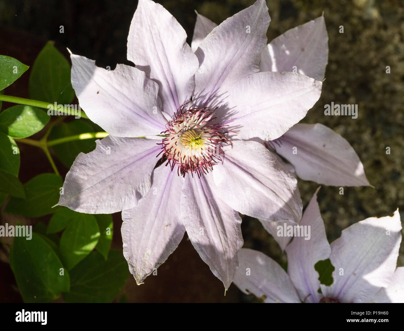 Patio clematis immagini e fotografie stock ad alta risoluzione - Alamy