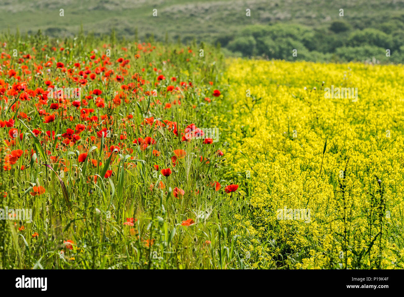 Coloratissimi fiori selvatici che crescono in un campo a campi arabili progetto sulla West pentire a Newquay in Cornovaglia. Foto Stock