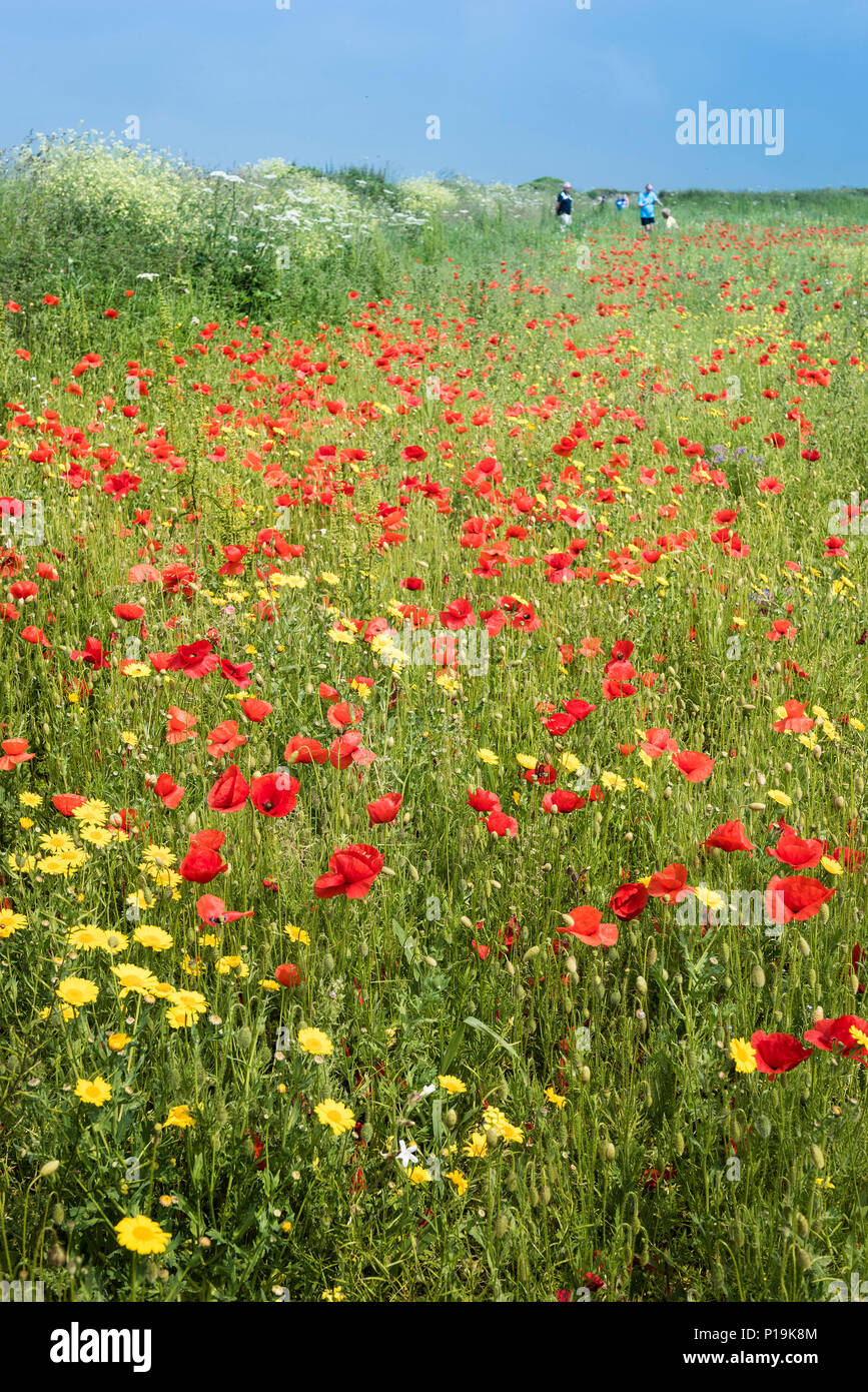 Coloratissimi fiori selvatici che crescono in un campo in campi arabili progetto sulla West pentire a Newquay in Cornovaglia. Foto Stock