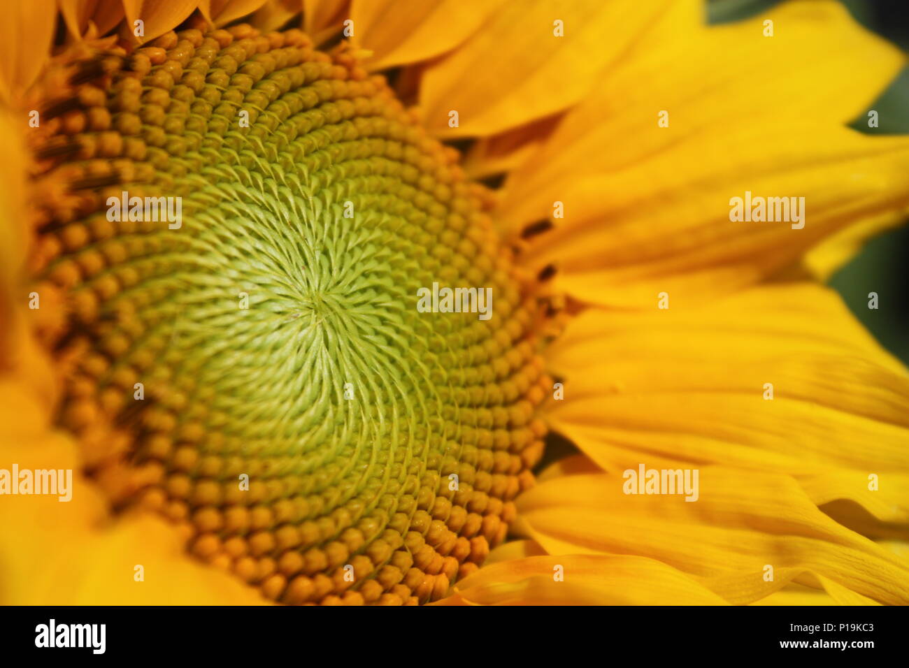 Ruotare verso la luce del sole Foto Stock