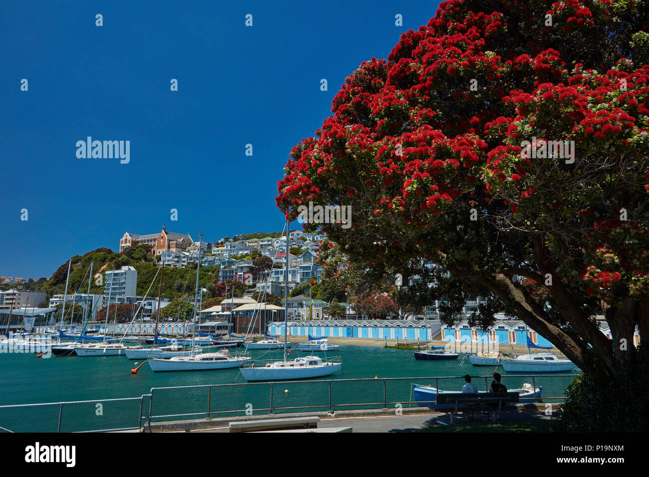 Pohutukawa albero in fiore e Boatsheds, Clyde Quay Marina, Wellington, Isola del nord, Nuova Zelanda Foto Stock