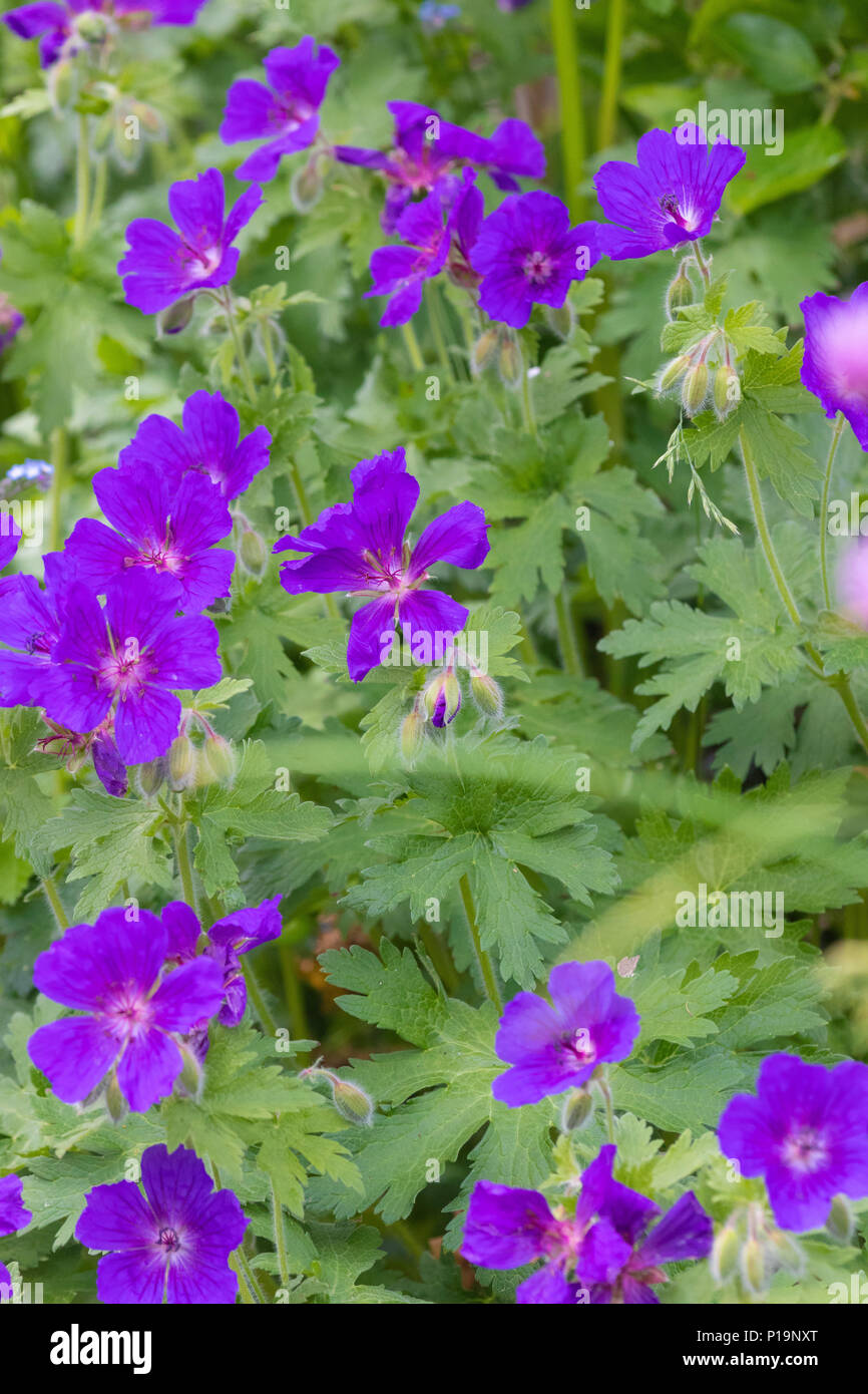 Geranio nel pieno fiore in Fife Scozia UK Foto Stock