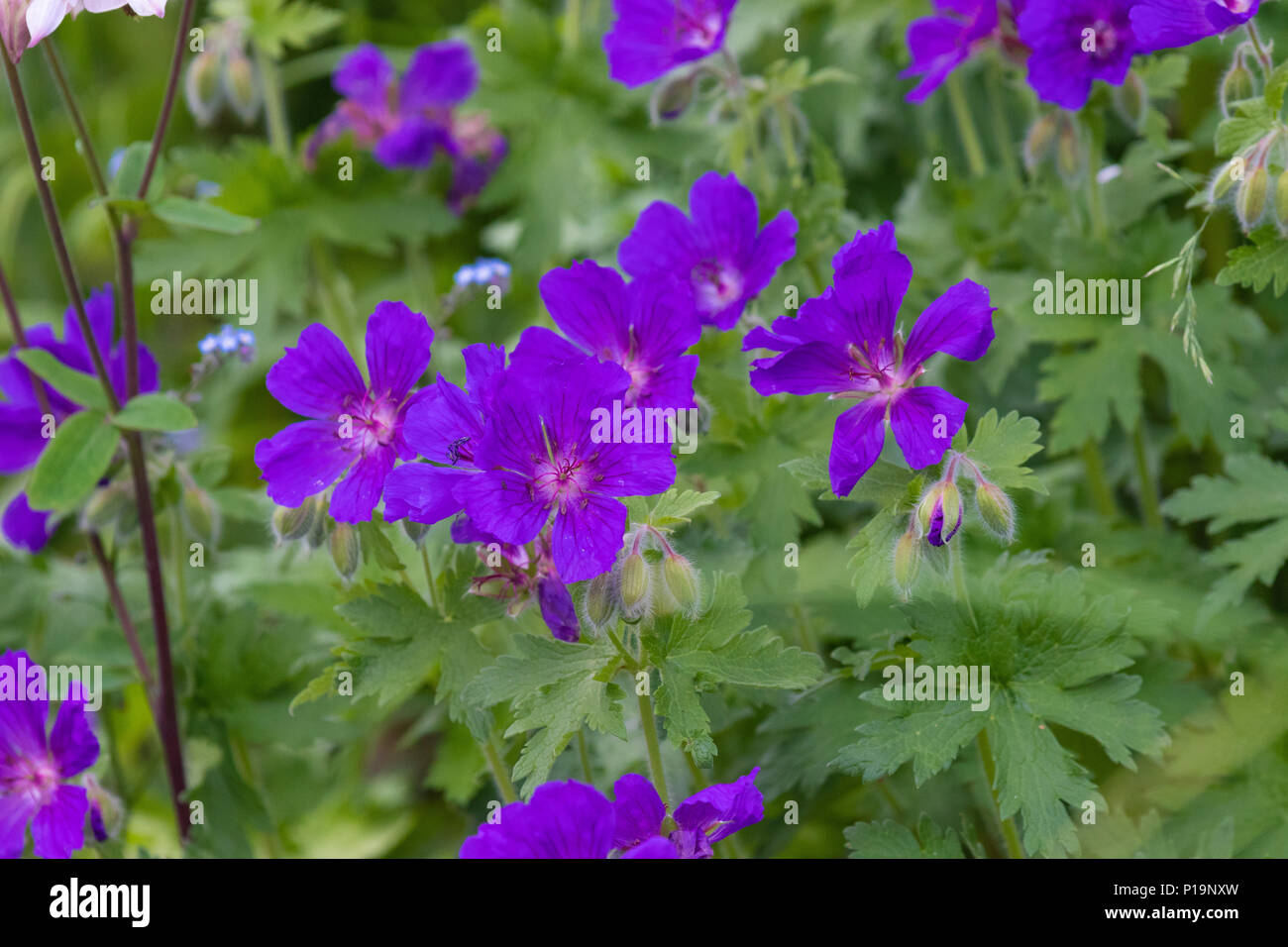 Geranio nel pieno fiore in Fife Scozia UK Foto Stock