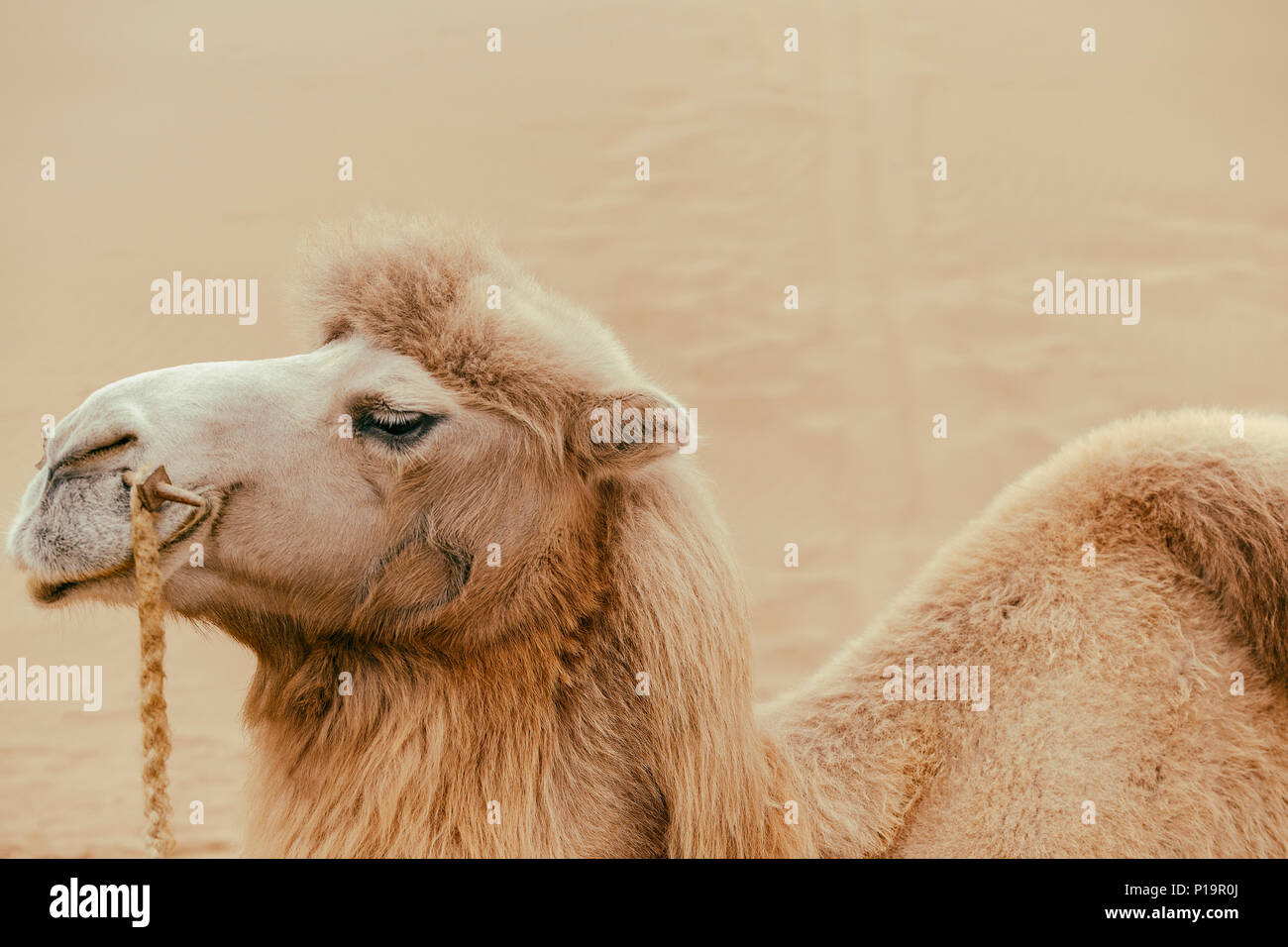 Il cammello, il deserto taklamakan Foto Stock