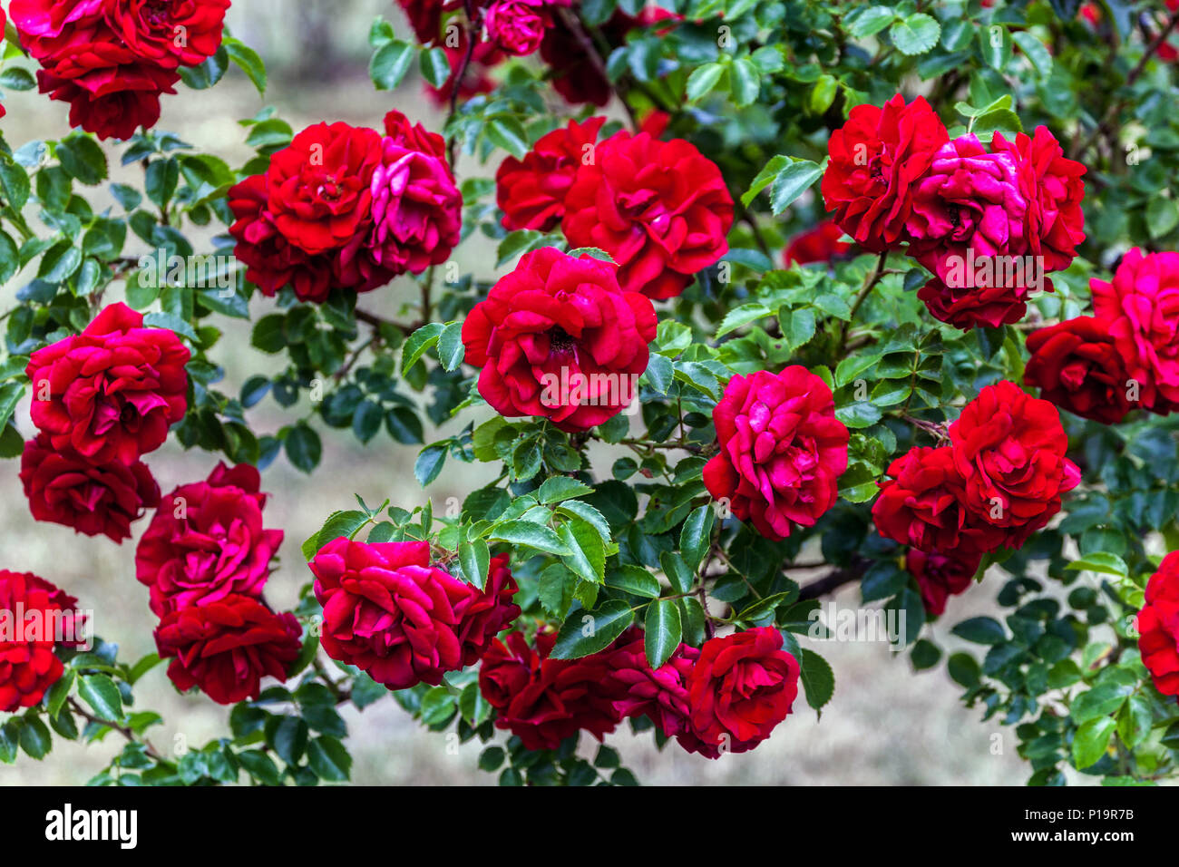 Splendido giardino di rose rosse, rose amazzine in crescita Foto Stock