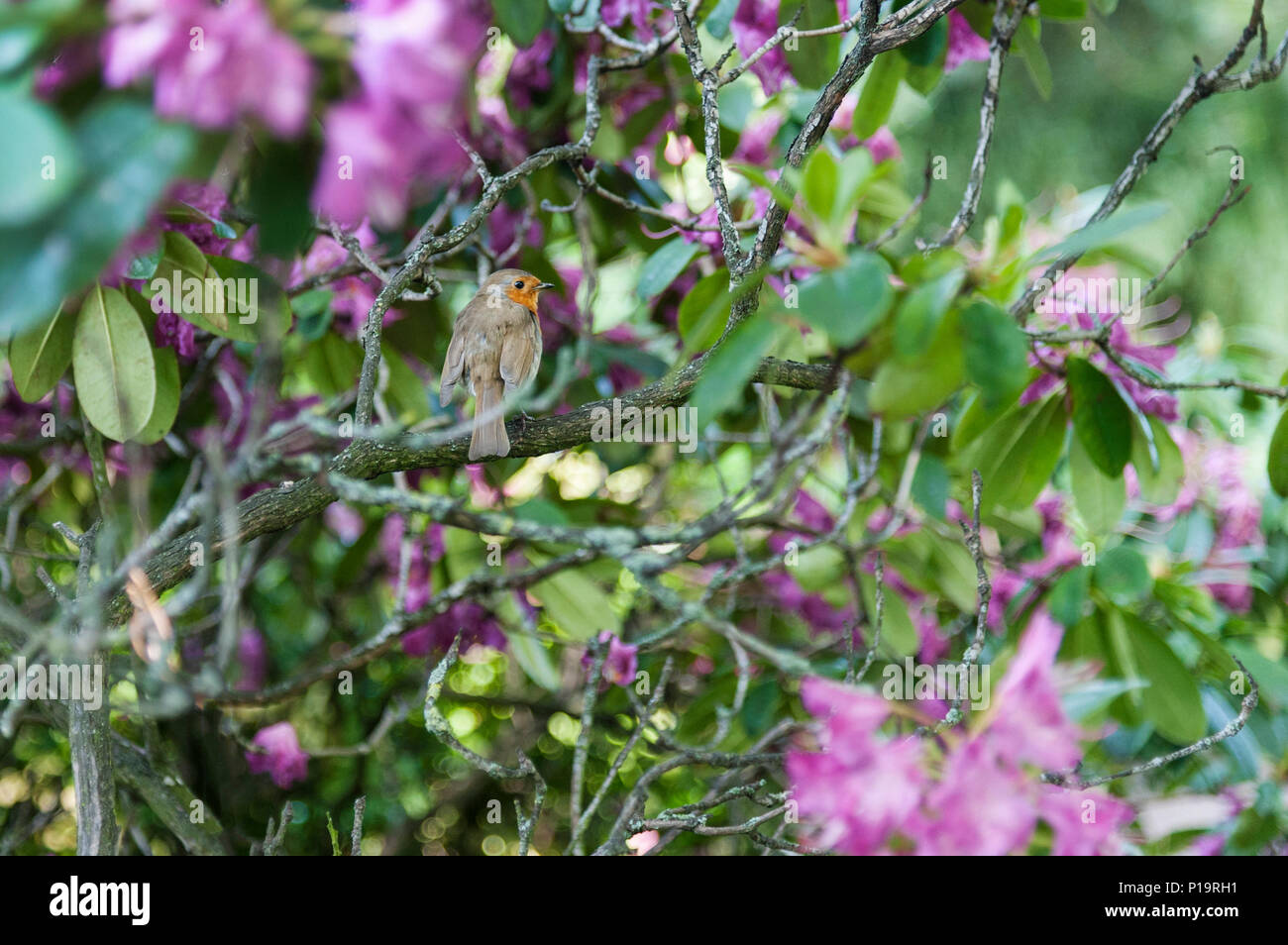Robin in una boccola di rododendro. Foto Stock