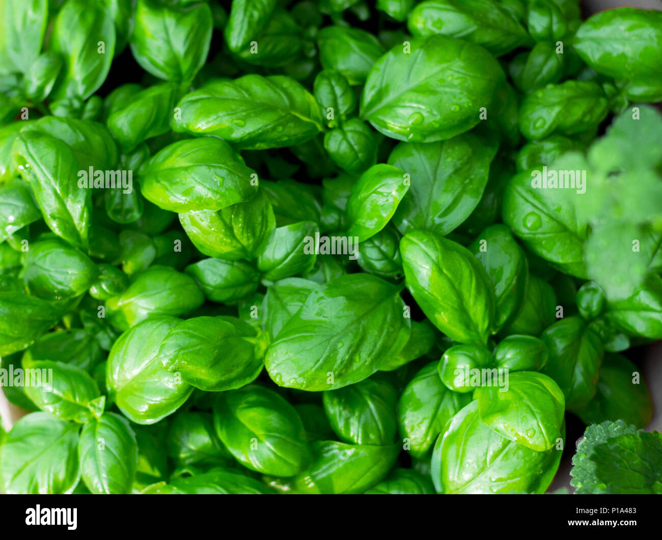 Basilico lussureggiante fogliame di erbe Foto Stock