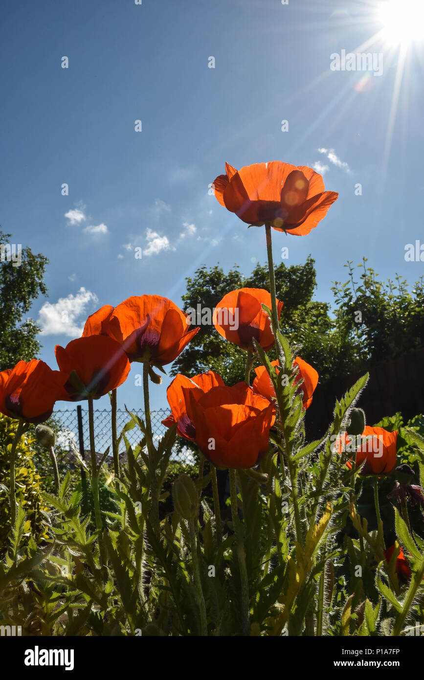 Poppies in un campo illuminato da una svasatura di Sun Foto Stock