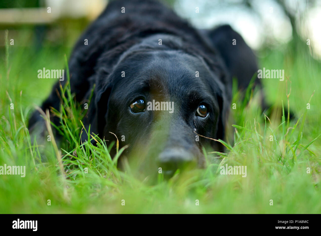 Wackernheim, Germania, un cane in appoggio in un prato Foto Stock