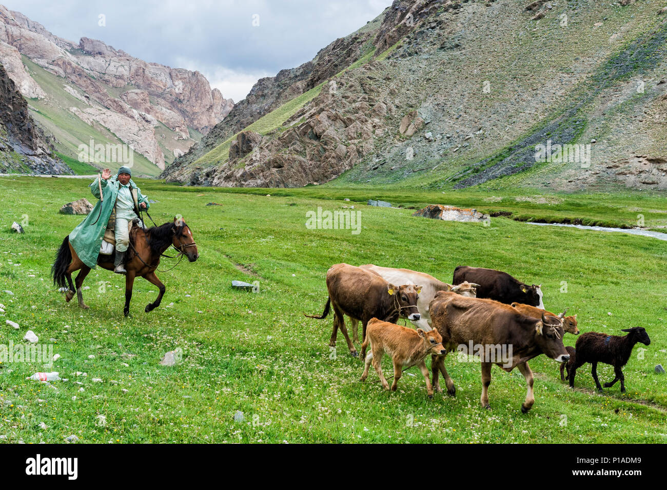 Cavaliere conduzione di vacche e croste in una valle, Provincia di Naryn, Kirghizistan Foto Stock