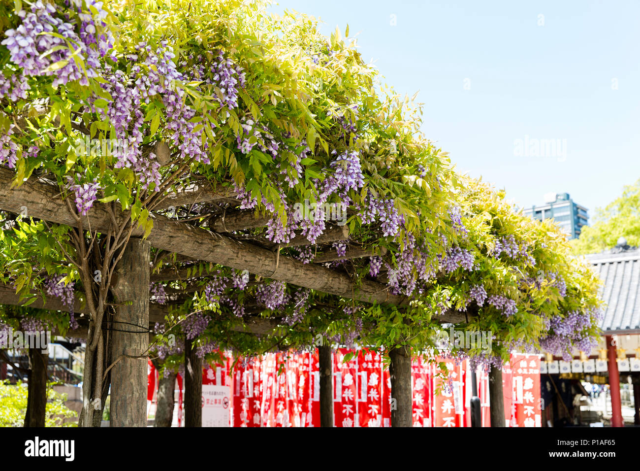 Il Glicine giapponese albero in piena fioritura al tempio Shitennoji, Osaka, Giappone. Foto Stock
