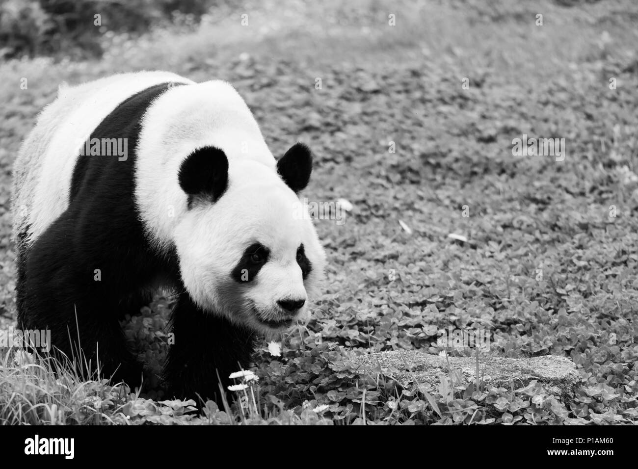 Panda gigante camminando nel contenitore erbosa in zoo di Madrid, Spagna Foto Stock
