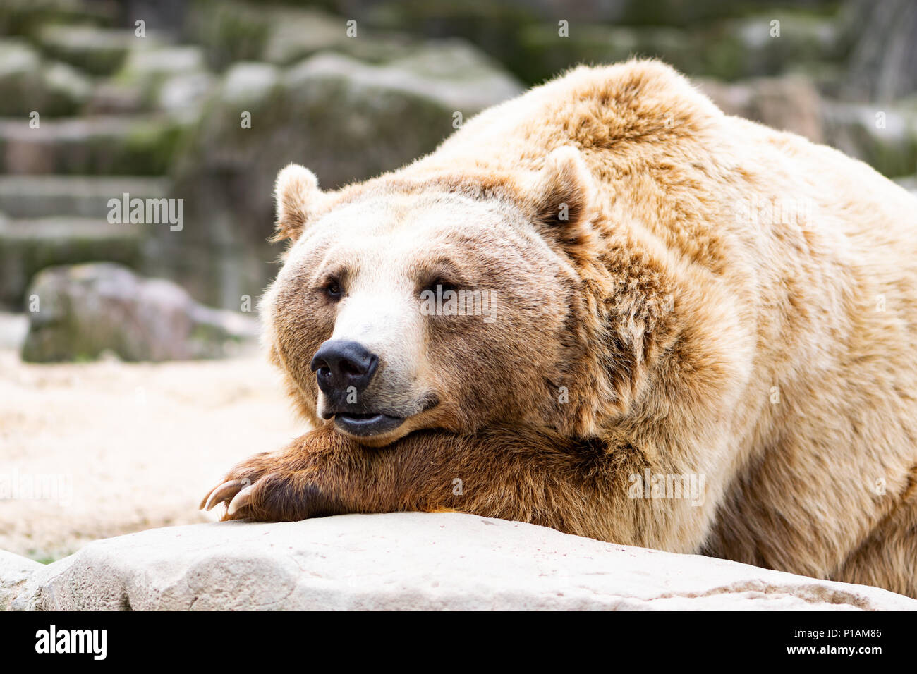 Orso bruno sdraiato in zoo di Madrid, Spagna Foto Stock