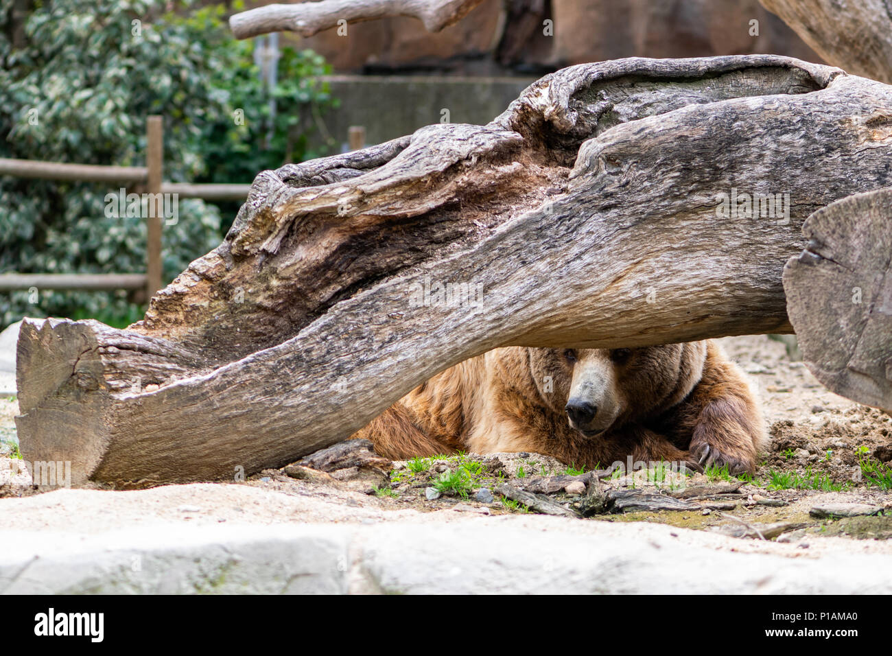 Orso bruno sdraiato dietro un albero caduto trunk in zoo di Madrid, Spagna Foto Stock