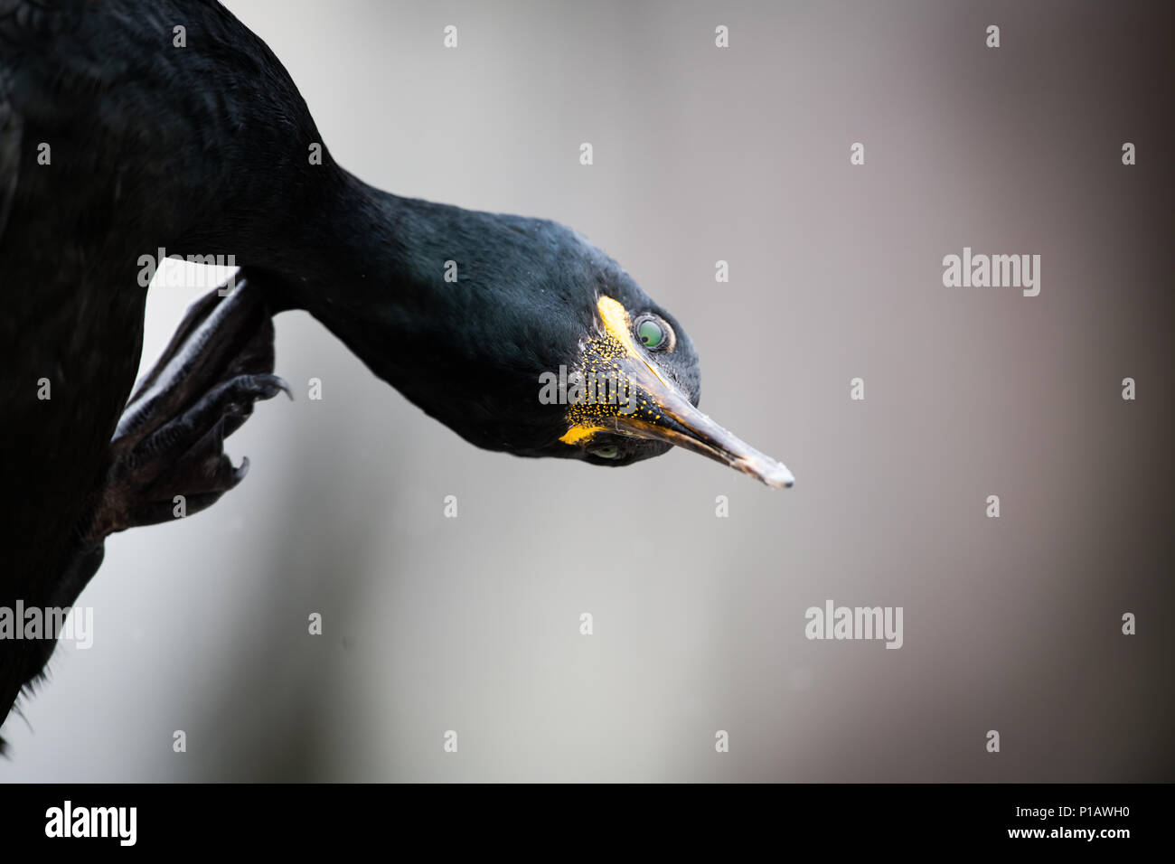Colpo di testa di un shag becco giallo e gli occhi verdi Foto Stock