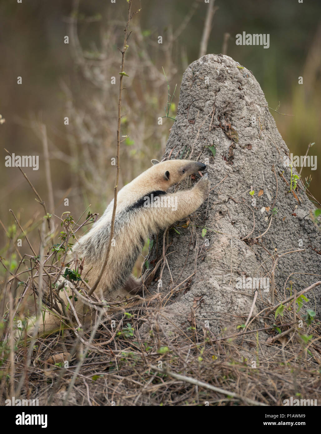 Un Southern Tamandua mangiare su un tumulo termite nel Pantanal del Brasile Foto Stock