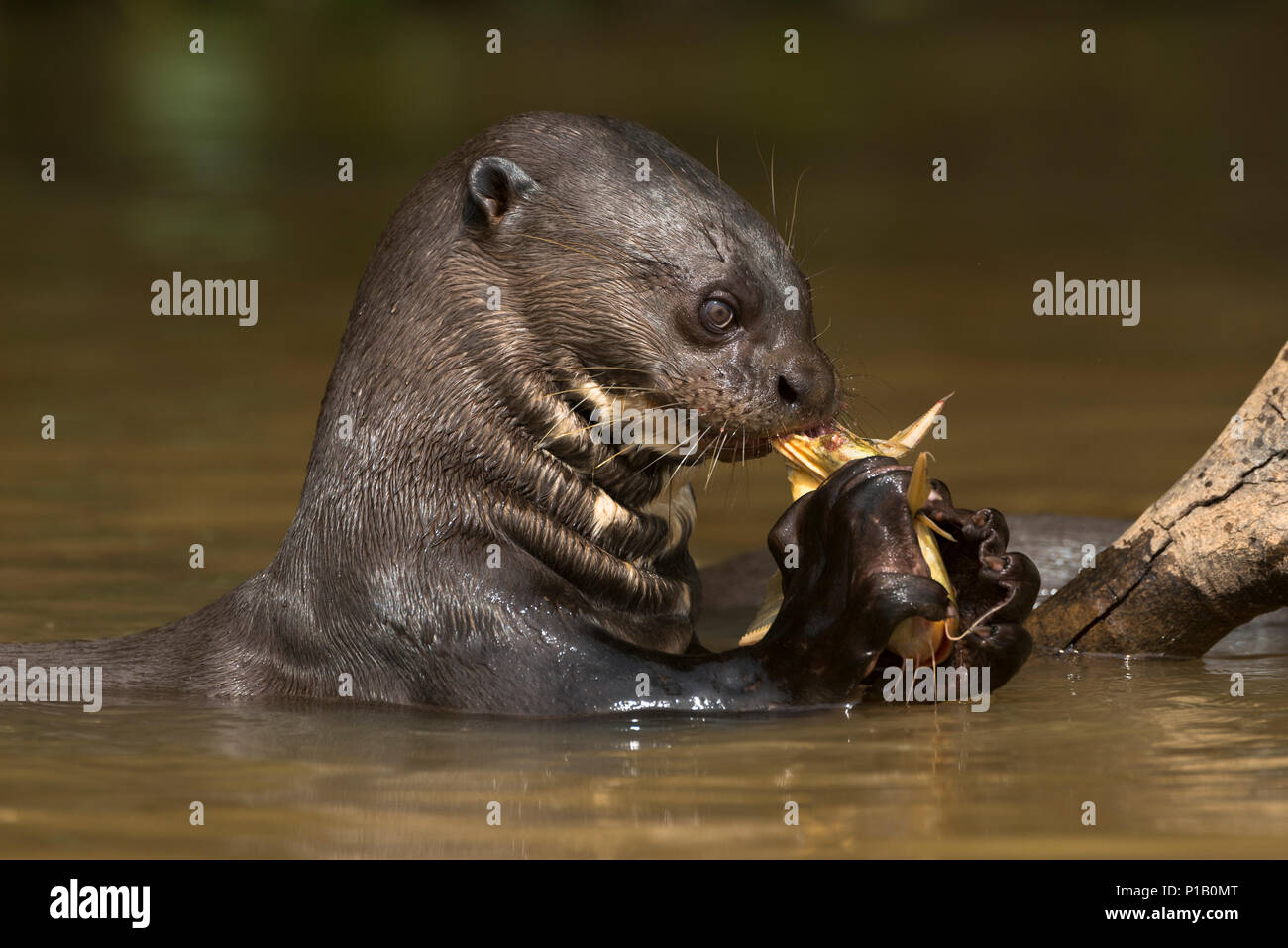 Una lontra gigante di mangiare un pesce gatto nel Pantanal. Foto Stock