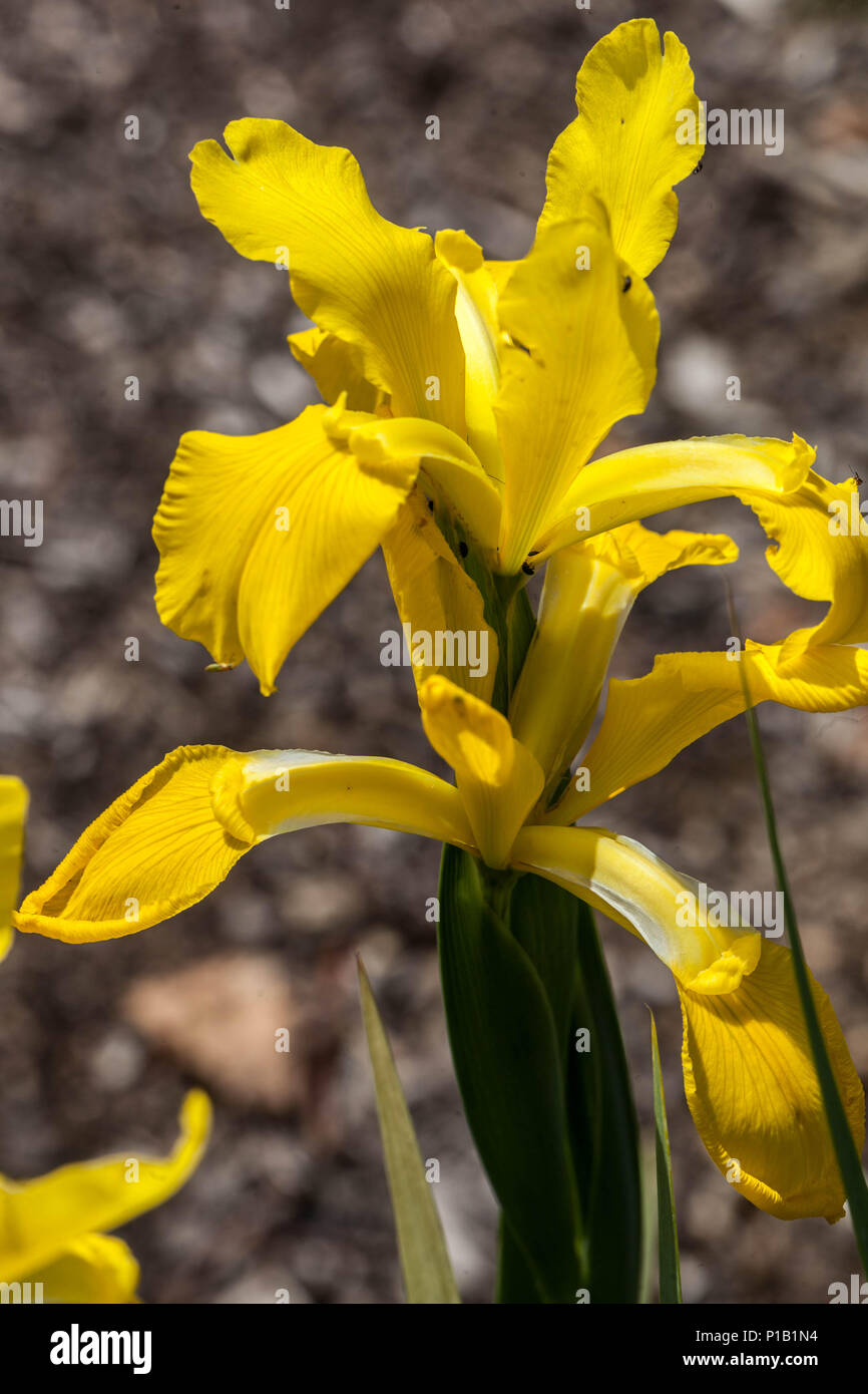 Iris spuria Limonade ' ', Iris fiore giallo Foto Stock