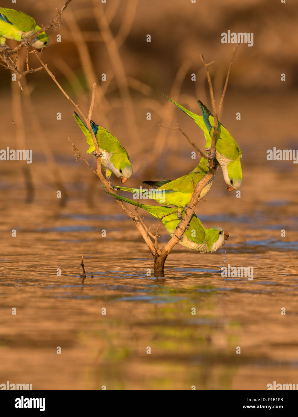 Un gruppo di monaci cocorite (Myiopsitta monachus) acqua potabile da un fiume nel Pantanal Foto Stock