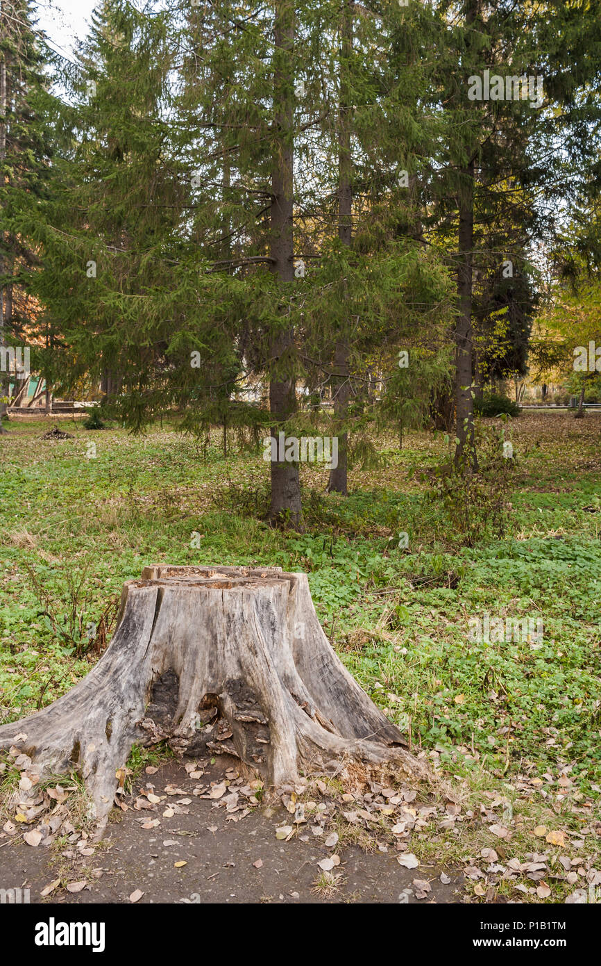Grande moncone grigio in primo piano e il verde dei larici in autunno park. Foto Stock
