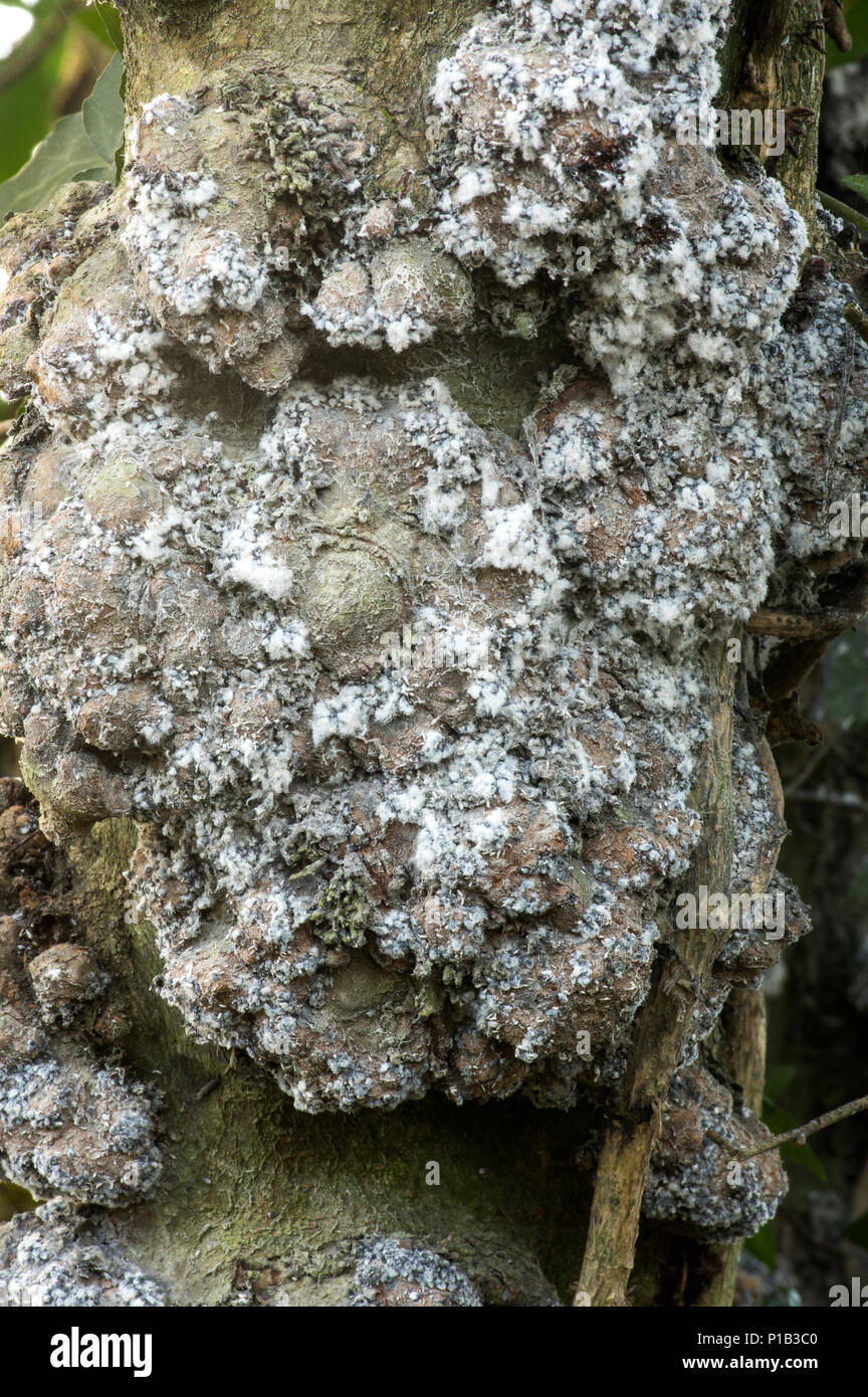 Una non comune fungo che attacca prunus specie di albero causando gravi danni di rot. Foto Stock