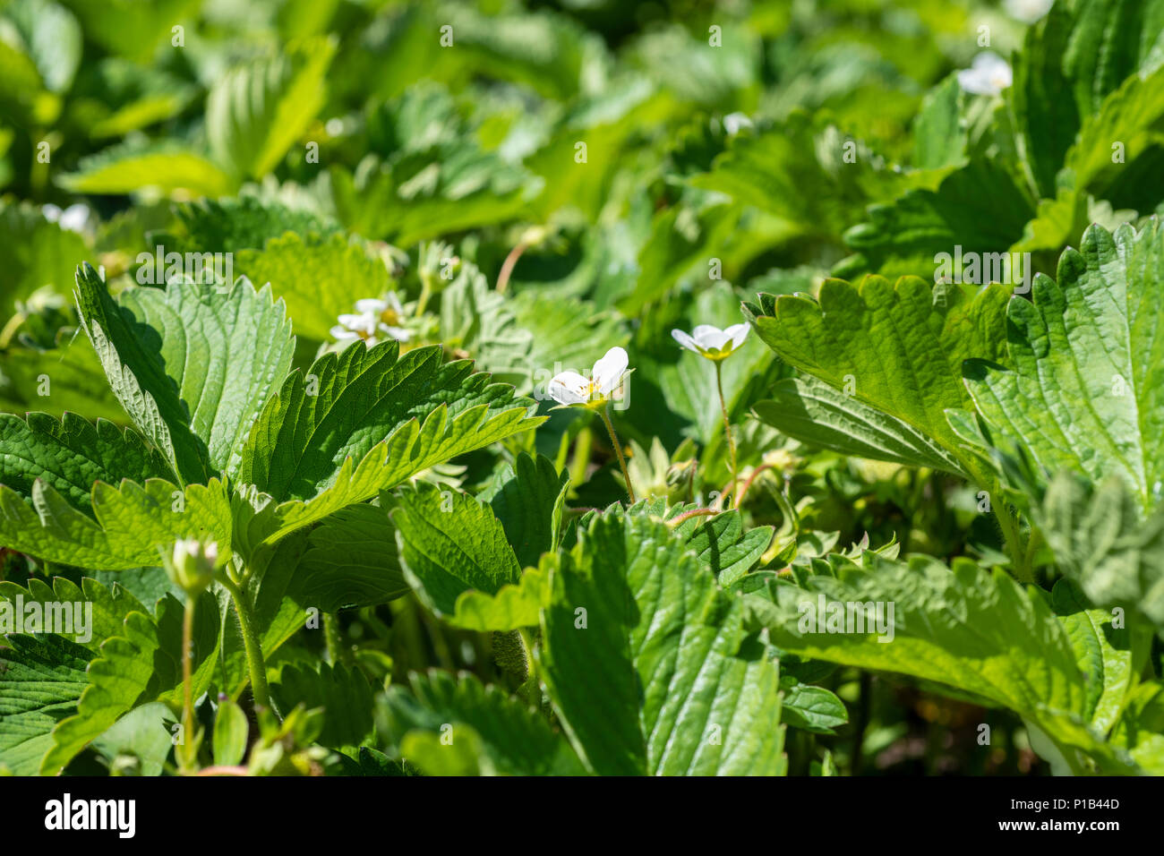 Piante di fragola e fiori in pieno sole Foto Stock