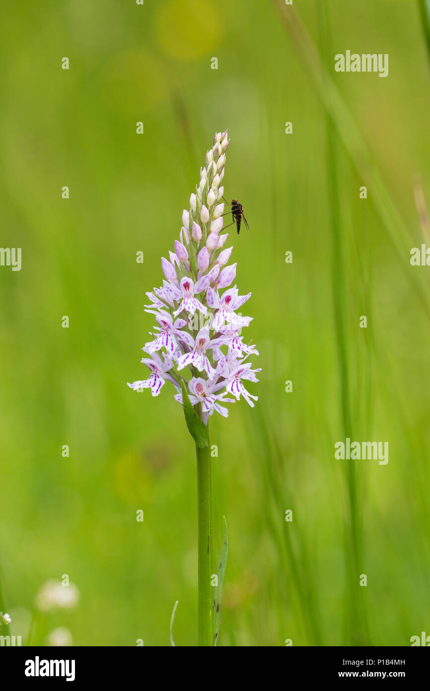 Avvistato comune, orchidea Dactylorhiza fuchsii, Whitelye comune natura Riserva, Monmouthshire, Wales, Regno Unito Foto Stock