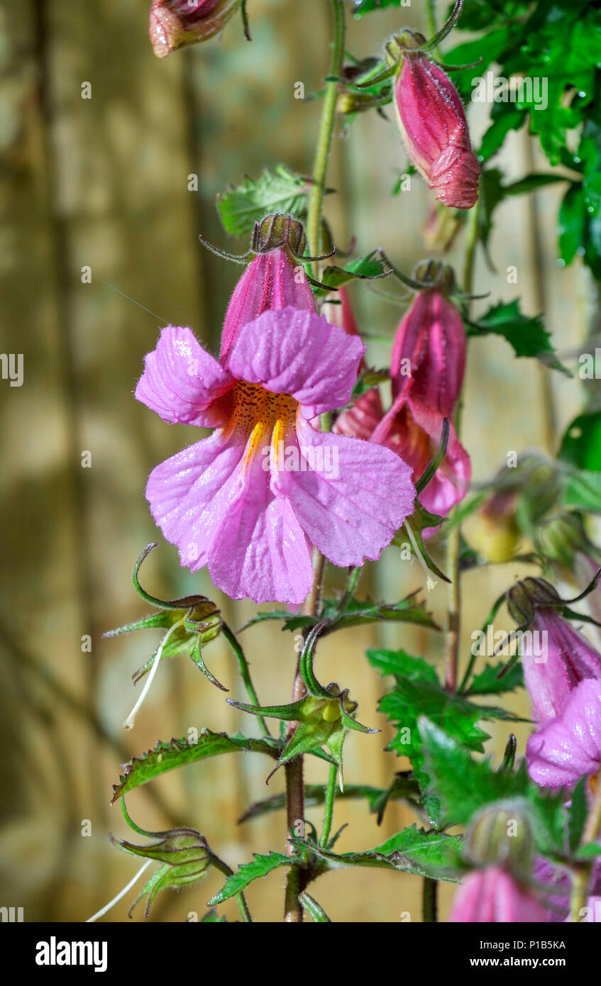 Rehmannia Walberton Magic Dragon in fiore nel giardino del Regno Unito in estate Foto Stock