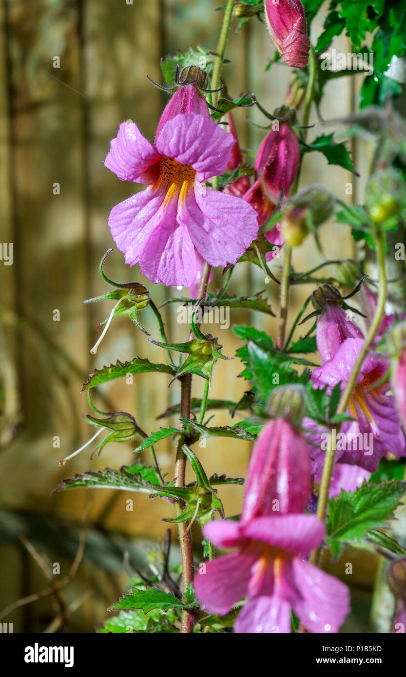 Rehmannia Walberton Magic Dragon in fiore nel giardino del Regno Unito in estate Foto Stock