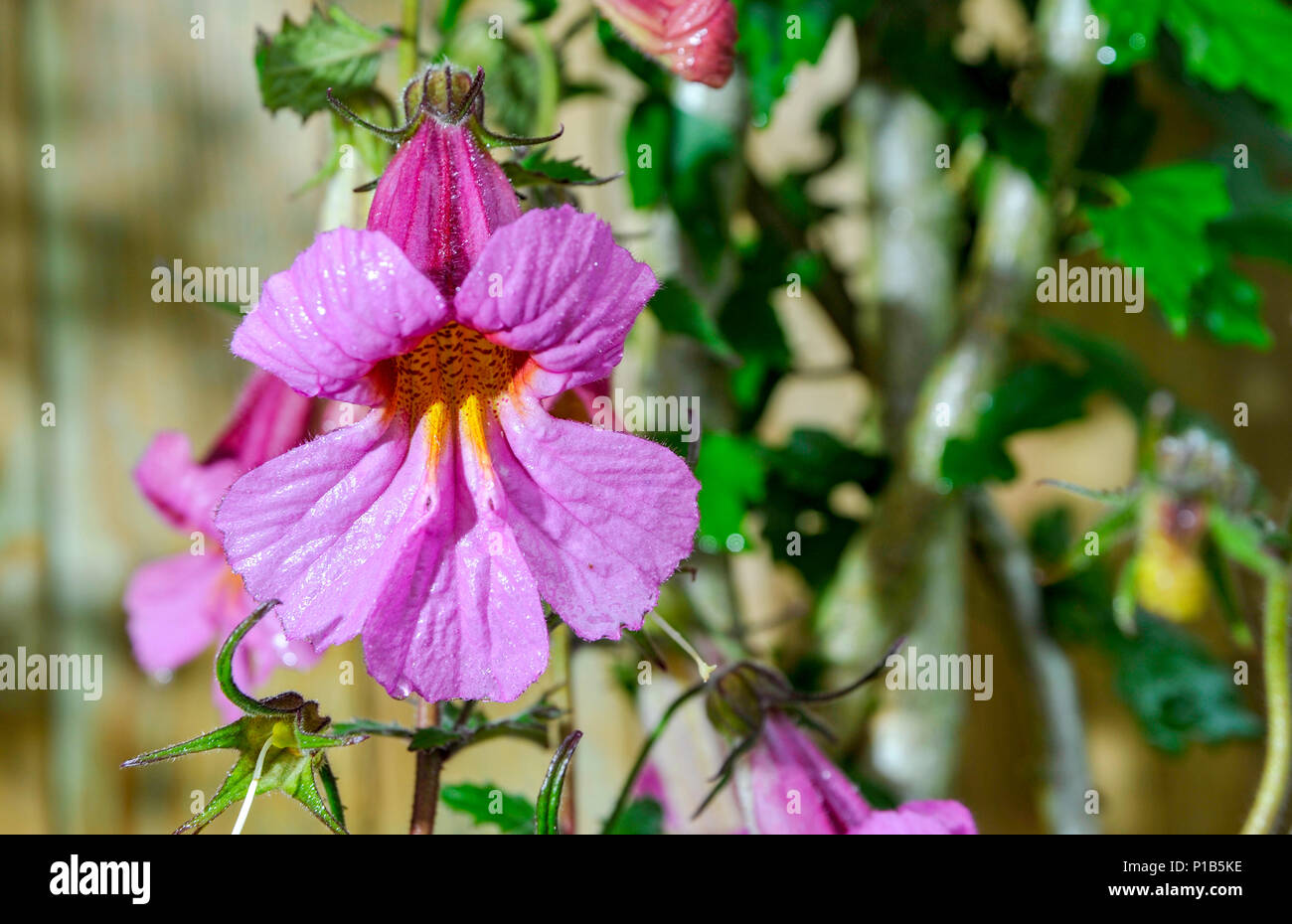 Rehmannia Walberton Magic Dragon in fiore nel giardino del Regno Unito in estate Foto Stock
