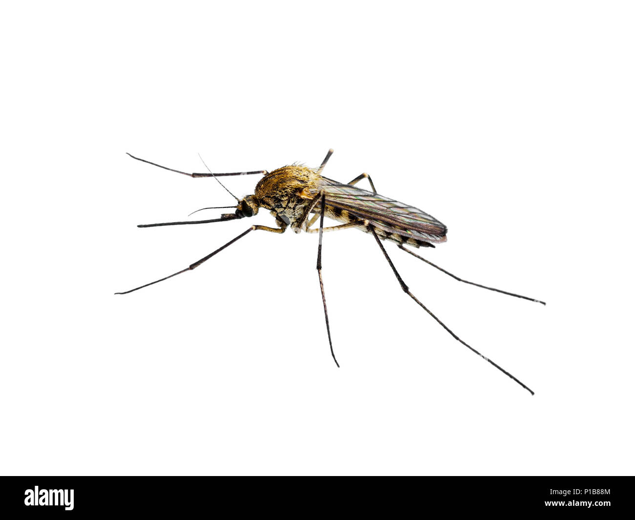La febbre gialla, la malaria o Zika infettate da virus insetto zanzara isolato su bianco Foto Stock