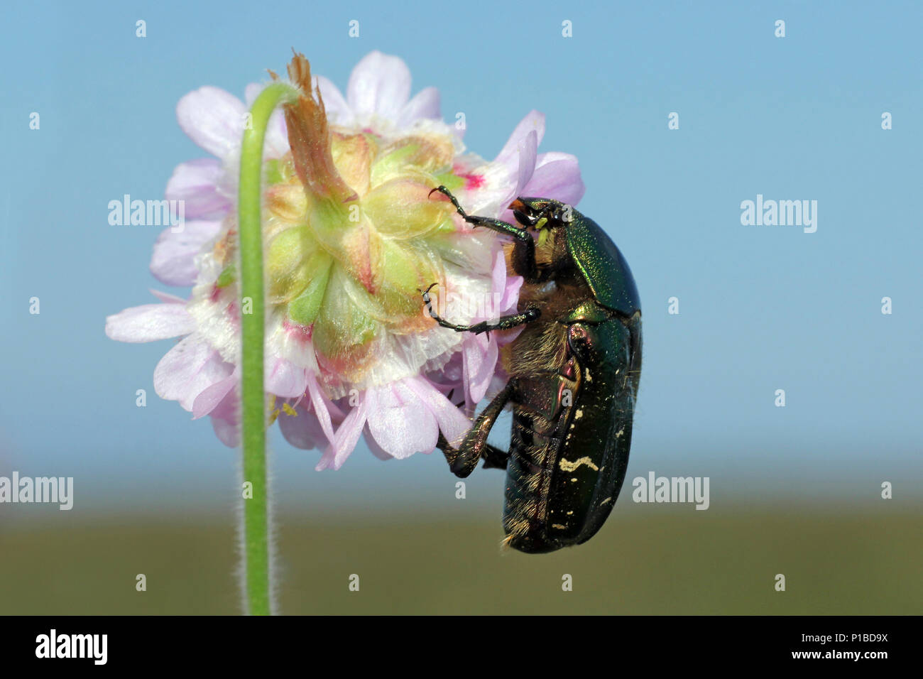 Rose Chafer Cetonia aurata su parsimonia Armeria maritima Foto Stock