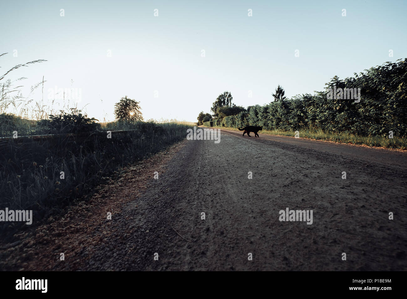 Gatto Nero Che Attraversa La Strada Nel Paesaggio Al Tramonto Foto