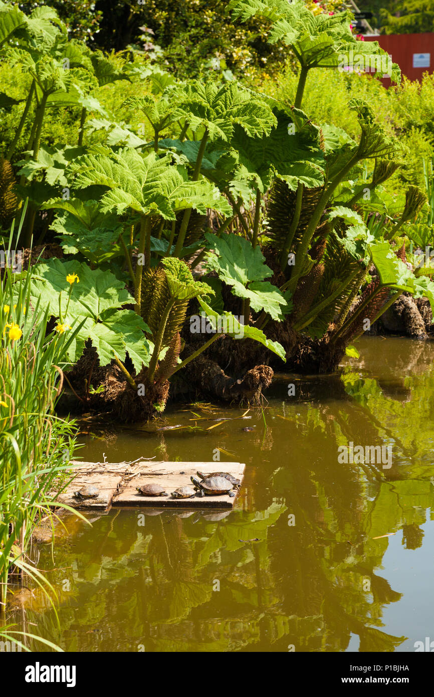 Terrapins fuori dall'acqua in Walton Hall e giardini Warrington Inghilterra. Foto Stock