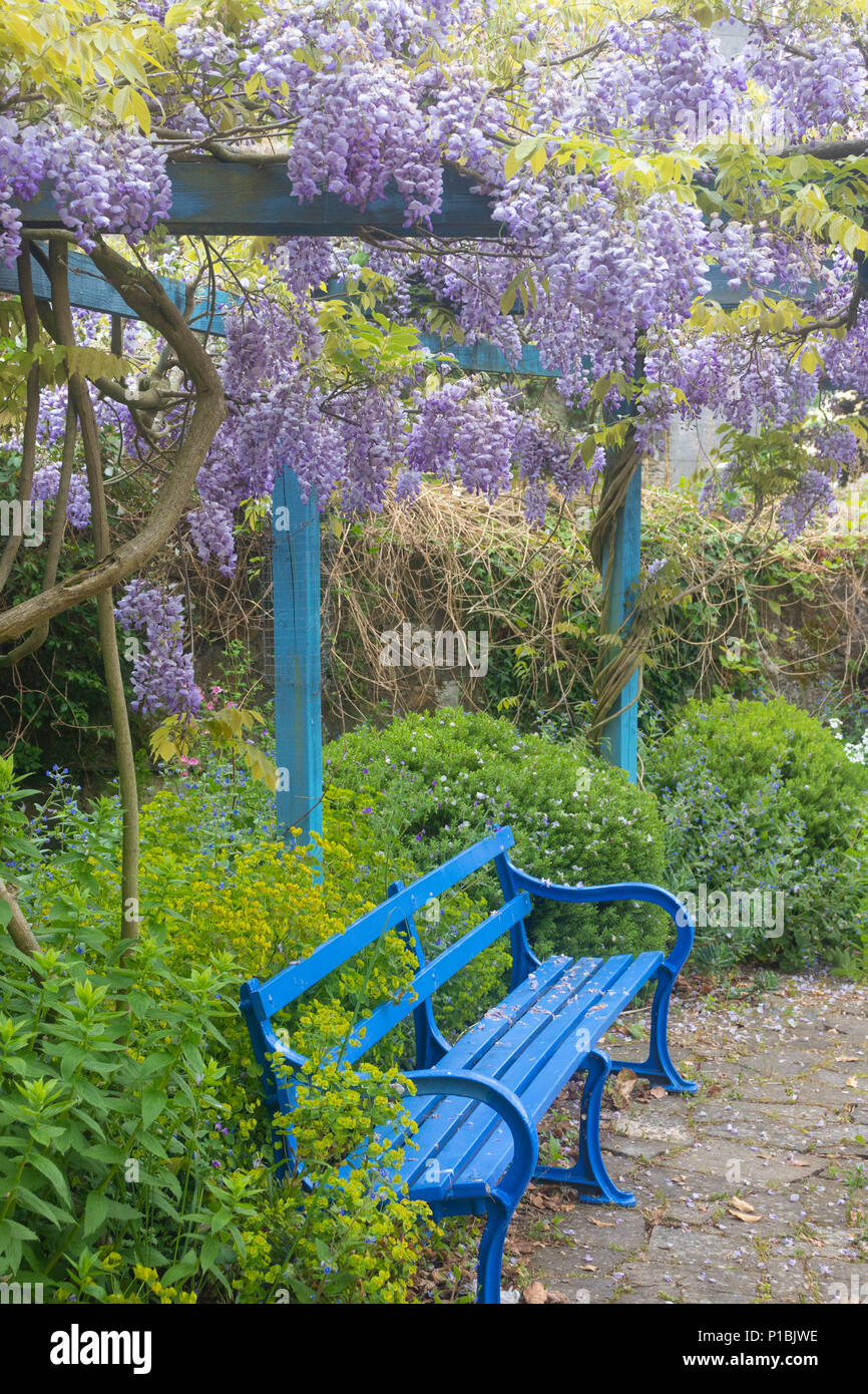 Un bellissimo glicine con un blu brillante panchina da giardino in Culross Fife Scozia Scotland Foto Stock